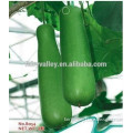 Good quality Bottle Gourd seeds For growing-Stick Bottle Gourd